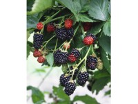 Ostružina černicová (Rubus fruticosus) mix odrôd výška cca 40 cm