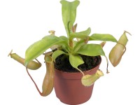 Krčiažnik (Nepenthes velvet), výška cca 10 cm, pr. kvetináča cca 9 cm