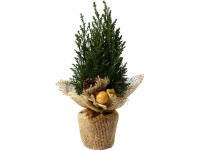 Cypruštek (Chamaecyparis) s manžetou vianočná dekorácia priemer cca 9 cm