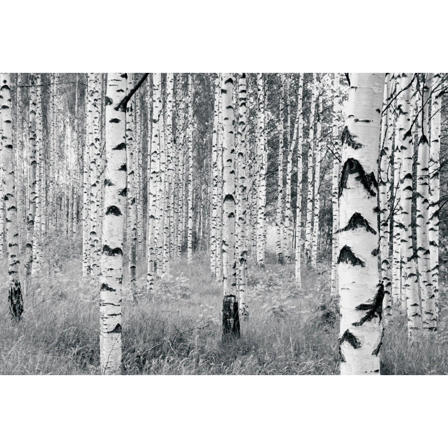 E-shop Komar Vliesová fototapeta Woods 400 x 270 cm