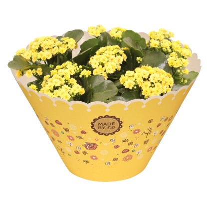 Royal Lemkes Kolopejka (Kalanchoe) "Rosalina" rôzne farby pr. 23 cm