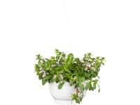 Landgard Vejárovka nezlomná (Scaevola aemula) výška 10-50 cm, pr. 25 cm