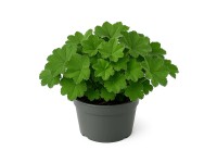 GROW by OBI Alchemilka mäkká (Alchemilla mollis), pr. kv. 15 cm