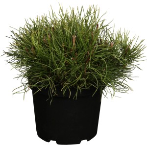 Kompaktná borovica horská (Pinus mugo) v kvetináči, výška cca 10-20 cm. Ideálna ako rastlina do nádob alebo na hroby.