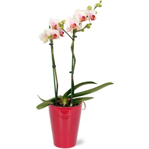 Motýlia orchidea Red Lip v červenom keramickom kvetináči, Ø kvetináča 12 cm, s dvojfarebnými kvetmi.