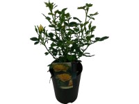 Záhonové ruže Patio, pr. cca 19 cm