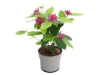 Sazaník Raulstonov (calycanthus floridus) Hartlage Wine