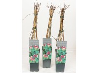 Zimolez ovíjavý (Lonicera periclymenum) 