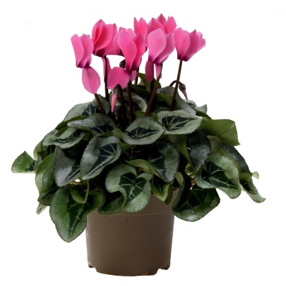 Fialka alpská "Midi" ružová