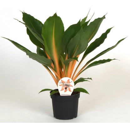 GROW by OBI Zelenec Green Orange (Chlorophytum orchidastrum), pr. 12 x 35 cm