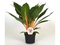GROW by OBI Zelenec Green Orange (Chlorophytum orchidastrum), pr. 12 x 35 cm