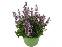 GROW by OBI Kocúrnik skrížený (Nepeta x faassenii), pr. cca 17 x 28 cm