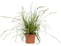 OBI Ostrica ošimenská (Carex oshimensis) 