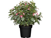 Fuksia vzpriamená priemer kvetináča cca 10,5 cm
