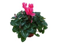 Cyklámen izbový pr. kvetináča 10 cm