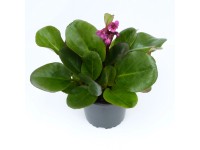 GROW by OBI Bergénia tučnolistá (Bergenia cordifolia) pr. 13 cm