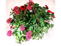 Q-Flower Záhonové rastliny rôzne druhy červené cca pr. 27 cm