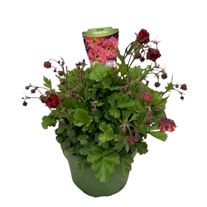 GROW by OBI Kuklík šarlátový (Geum coccineum) pr. 19 cm