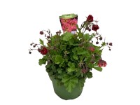 GROW by OBI Kuklík šarlátový (Geum coccineum) pr. 19 cm GROW by OBI Kuklík šarlátový (Geum coccineum) pr. 19 cm