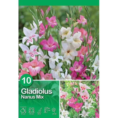 Gladioly "Nanus" mix