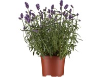 Levanduľa úzkolistá (Lavandula angustifolia) 
