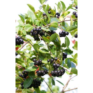 Aronia s dozretými, tmavými bobuľami a zelenými listami.