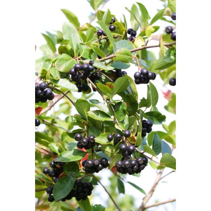 Arónia čerešňolistá (aronia prunifolia) Viking