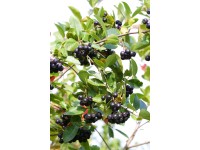 Arónia čerešňolistá (aronia prunifolia) Viking