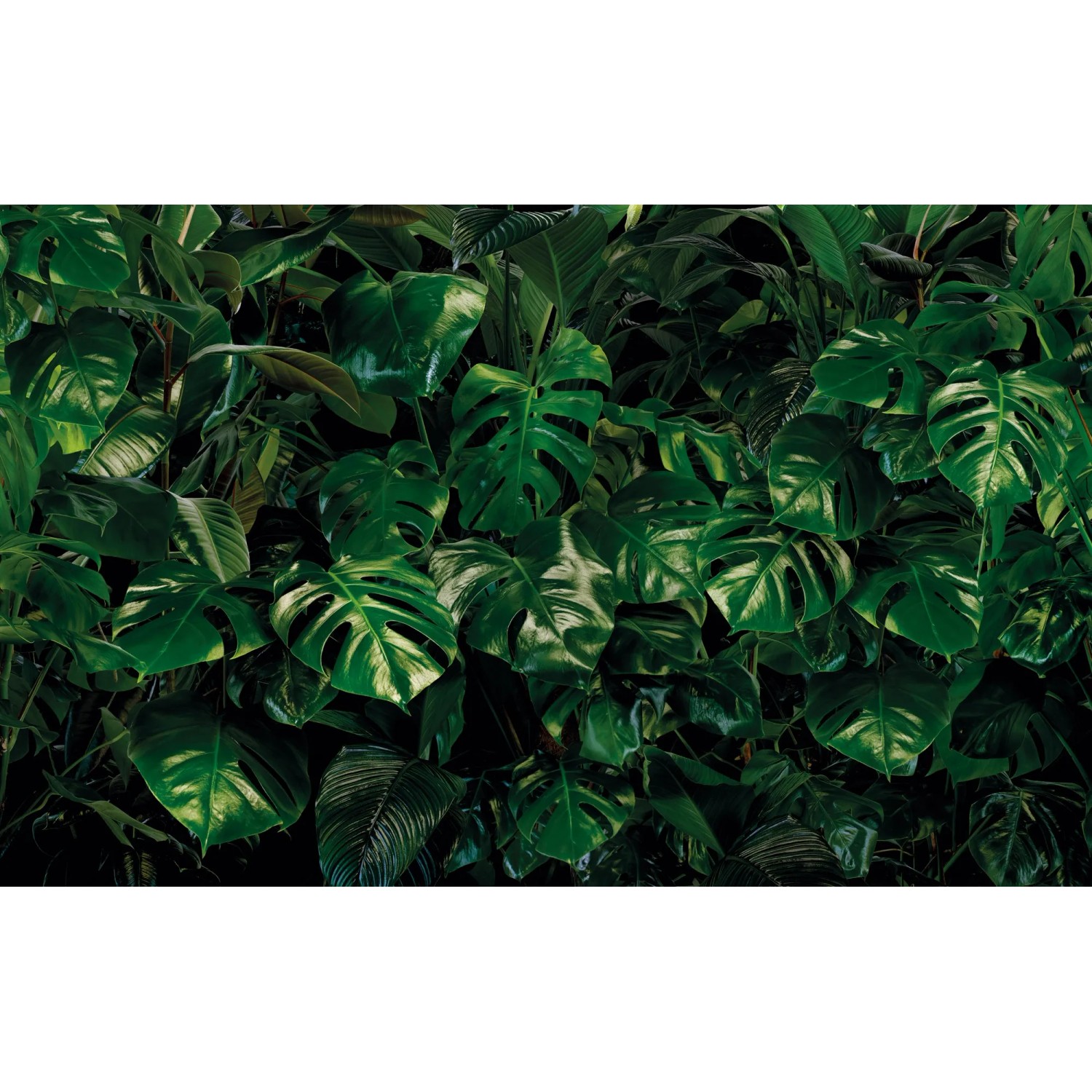 E-shop Komar Vliesová fototapeta Tropical Wall 400 x 250 cm