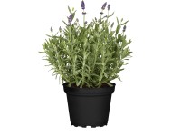 Levanduľa úzkolistá (Lavandula angustifolia) 