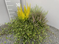 GROW by OBI Mix rastlín (Calluna vulgaris a Mühlenbec), pr. 19 cm