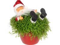 Aranžmán solejrólia so Santa Clausom v keramickom kvetináči priemer kvetináča cc