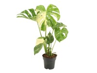 Monstera skvostná (Monstera deliciosa) 