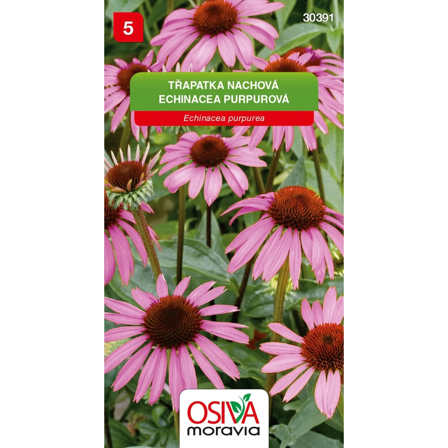 E-shop Osiva Moravia Semienka Echinacea purpurová (Echinacea purpurea)