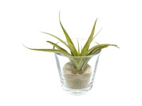 Tillandsia (Tillandsia) v sklenenom kvetináči, pr. 8 cm