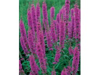 Vrbica vŕbolistá priemer kvetináča cca 9 cm fialová