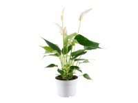 Landgard Túlitka Andréova (Anthurium andreanum) 