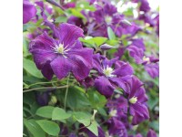 Plamienok (Clematis viticella) 