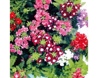 CZ-FLORA Železník klasnatý (Verbena bonariensis) "Vectura" rôzne barvy pr. 11 cm