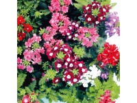 Železník - Verbena