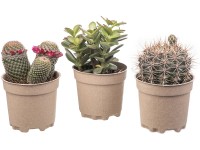 Giromagi Kaktus (Cactus) rôzne druhy výška 15-20 cm, pr. kvetináča 10,5 cm