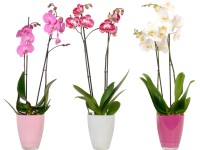 Motýlia orchidea (Phalaenopsis) 2 výhonky, pr. kvetináča 12 cm