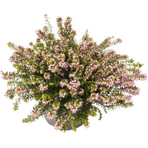 Zimný vres Erica Darley Dale Rosa v kvetináči, výška cca 30 cm. Zimný kvitnúci vres so svetloružovými kvetmi.