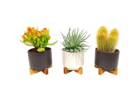 Sukulent/kaktus v keramickom kvetináči, rôzne druhy, 20-25 cm, pr. 17,5 cm