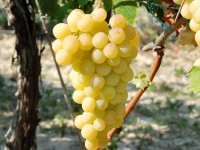 ARBOEKO Vínna réva (Vitis vinifera) biela RK4 60-80