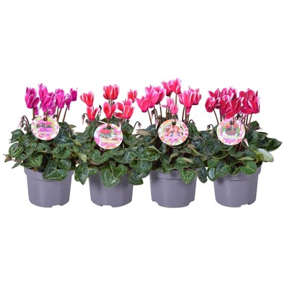 Cyklámen perzský (Cyclamen persicum) "Fantasia", ružová/biela, pr. kv. 11 cm