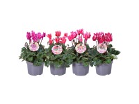 Cyklámen perzský (Cyclamen persicum) 