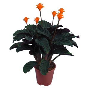 Calathea Crocata v kvetináči, tmavozelené listy a oranžové kvety.