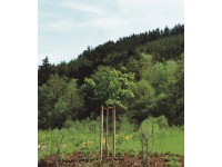 Kôl k stromu špicatý KDI zelený 150 x 4 x 4 cm