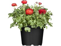 Landgard Iskerník ázijský (Ranunculus asiaticus) mix výška 10-15 cm, pr. 12cm